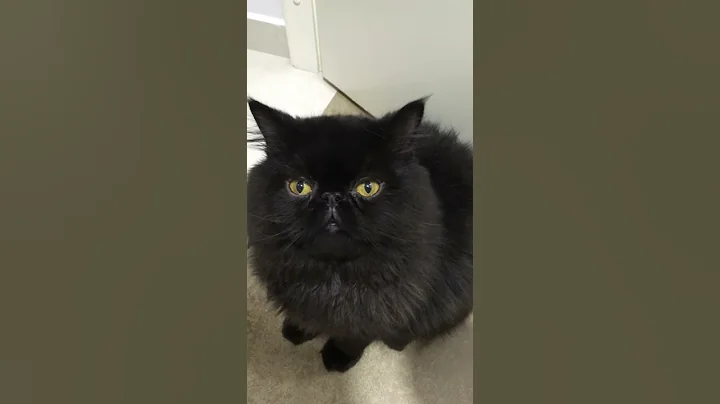 Watch the video about Dalí, black himalayan cat, 2