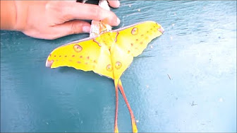 Moon Moth Playlist Actias Argema Graellsia Youtube