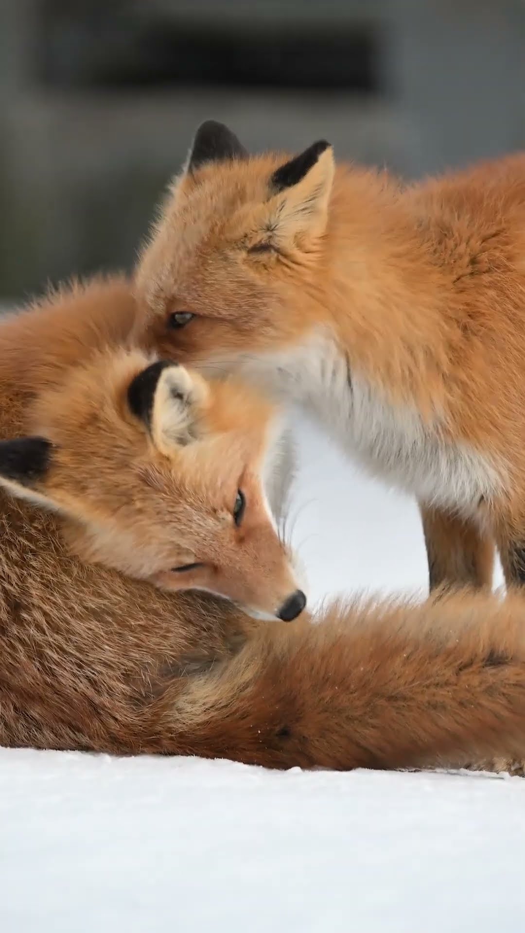 Nuzzle in ?  #Shorts #Fox #RedFox #Japan
