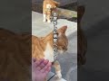 虐待か？横隔膜が2箇所破れてしまった猫緊急手術 #かわいい猫 #子ネコ #猫のいる暮らし #保護猫 #動物プロダクション #cat #ネコ #ねこ動画 #猫好きさんと繋がりたい #ほごねこと暮らす