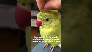 Helping My Parrot With His Pin Feathers ❤