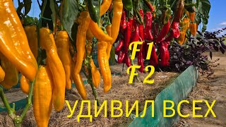 видео: ОБЗОР ПЕРЦЕВ С ИЗЮМИНКОЙ.F1.F2.Сравнение. Перец формы капия.Томаты, лук, чеснок, капуста, баклажаны. картинка: ОБЗОР ПЕРЦЕВ С ИЗЮМИНКОЙ.F1.F2.Сравнение. Перец формы капия.Томаты, лук, чеснок, капуста, баклажаны.