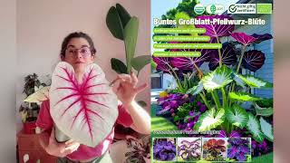 Kann Über 800 Tage Lang Kontinuierlich Blühen