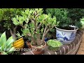 Succulents 'How to' growing, cuttings/pruning, Bonsai, Jade, crassula