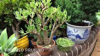 Succulents 'How to' growing, cuttings/pruning, Bonsai, Jade, crassula