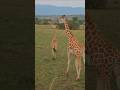 Africa: A 90-Second Drone Tour Over The UNTAMED Savannah 🌍🚁 #africatravel #savannah
