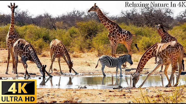 4K Wild Animals - Africa, Mana Pools National Park...