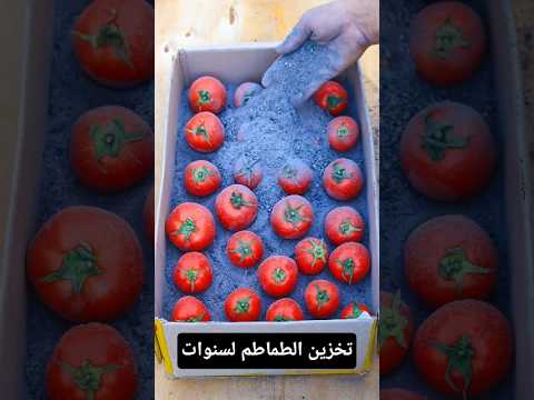 معقول بدون ثلاجة طريقة صحية لتخزين الطماطم طازجة