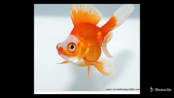 memory span of a Goldfish?????