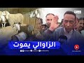 جدال حاد حول أسعار المواشي بين الموالين والمواطنيين في السوق الأسبوعي لولاية سوق أهراس