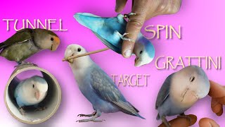 come addestrare il tuo pappagallo: 4 semplici giochi per principianti screenshot 2