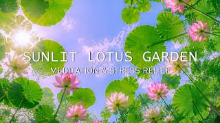 Sunlit Lotus Garden ☀ Peaceful Piano Music for Meditation & Stress Relief screenshot 4