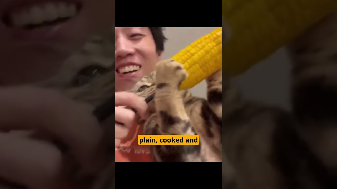 Can Cats Eat Vegetables? 🐾🥕 