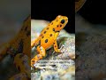 This Tiny Frog Can Kill You!