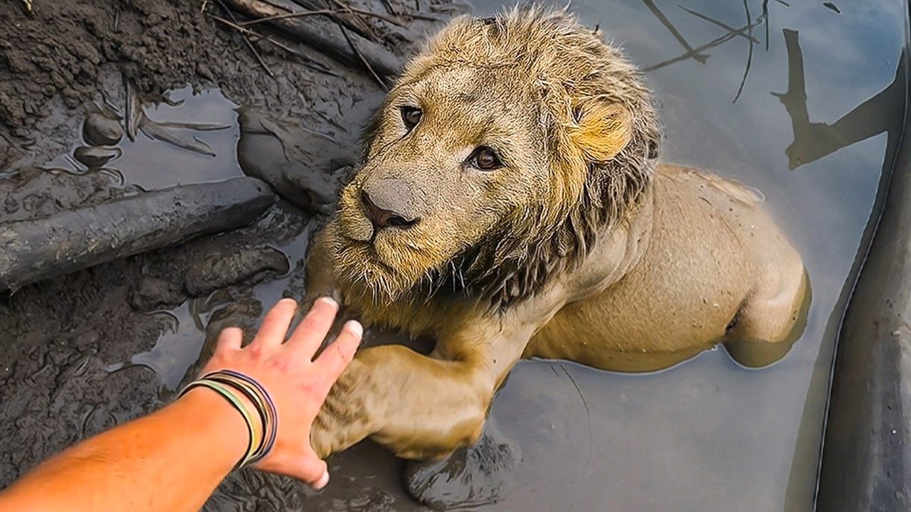 45 Helden, die Tieren das Leben gerettet haben