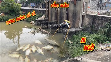 Không thể tin nổi cái cống ngầm tưởng Không có cá - ai ngờ cá nhiều khủng khiếp