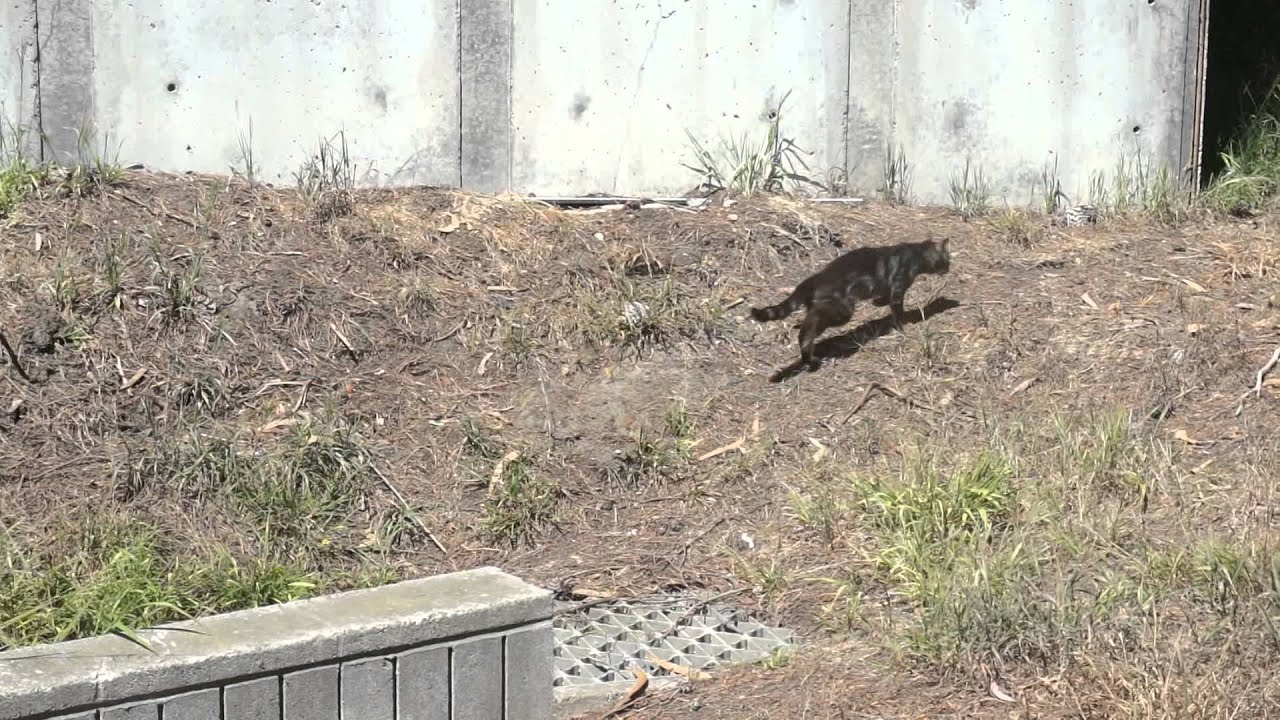 Innisfree Drive Daly City Feral Cats Problems YouTube