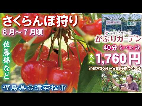 世界で一番最高🍒】がぶりガーデンさくらんぼ園《福島県会津若松市