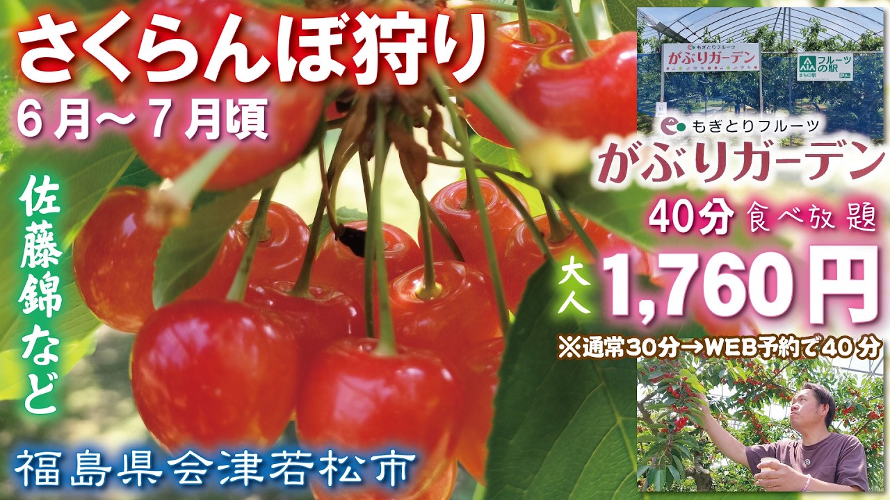 世界で一番最高🍒】がぶりガーデンさくらんぼ園《福島県会津若松市