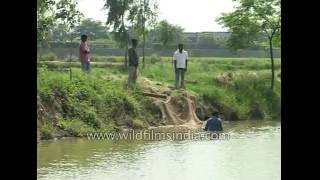 Fish farming or Pond Pisciculture in Haryana, India