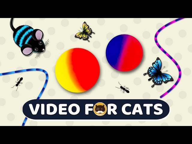CAT GAMES - Catch the Rolling Ball, Mice, Ants, Strings, Butterflies | Video for Cats | CAT & DOG TV class=
