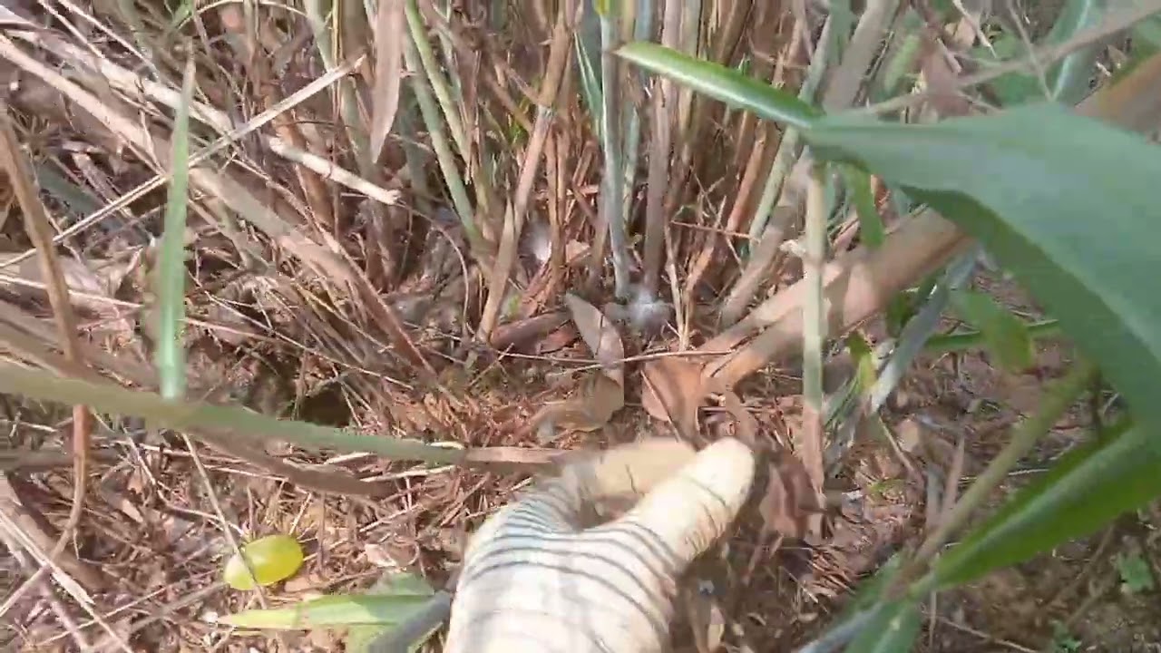 Thăm Bẫy Gà Rừng Và Cái Kết Đáng Tiếc