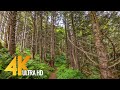 Amazing Oregon Waterfalls in 4K - Nature Walking Tour with Relaxing Forest Sounds