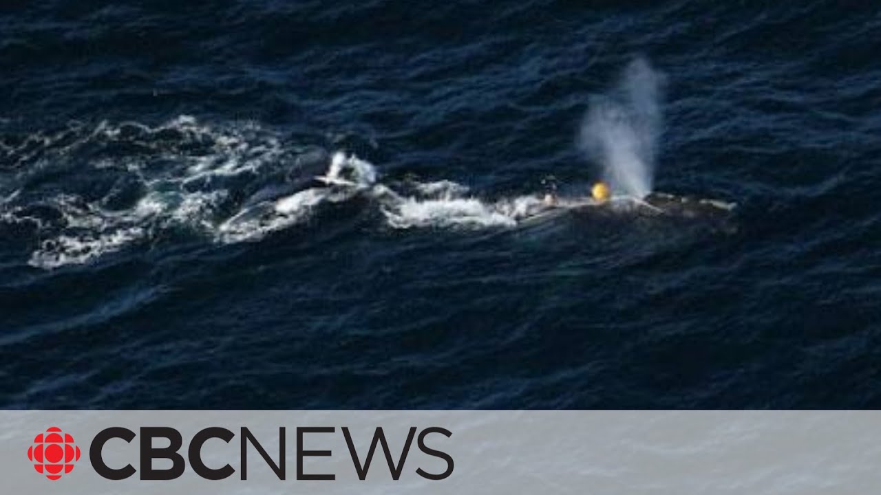 Entangled right whale prompts partial fishing closure in Gulf of St. Lawrence