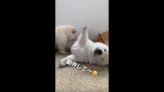 やられたらやり返す、倍返し豆柴だw #Shorts