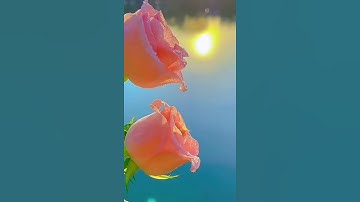 سورة المؤمنون