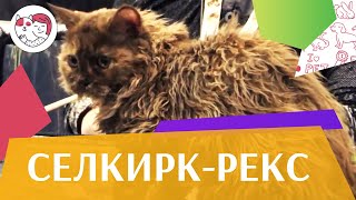 Кошки. Породы кошек. Селкирк рекс. Приобретение, повадки, характер, уход Кошки. Породы кошек. Селкирк рекс. Приобретение, повадки, характер, уход