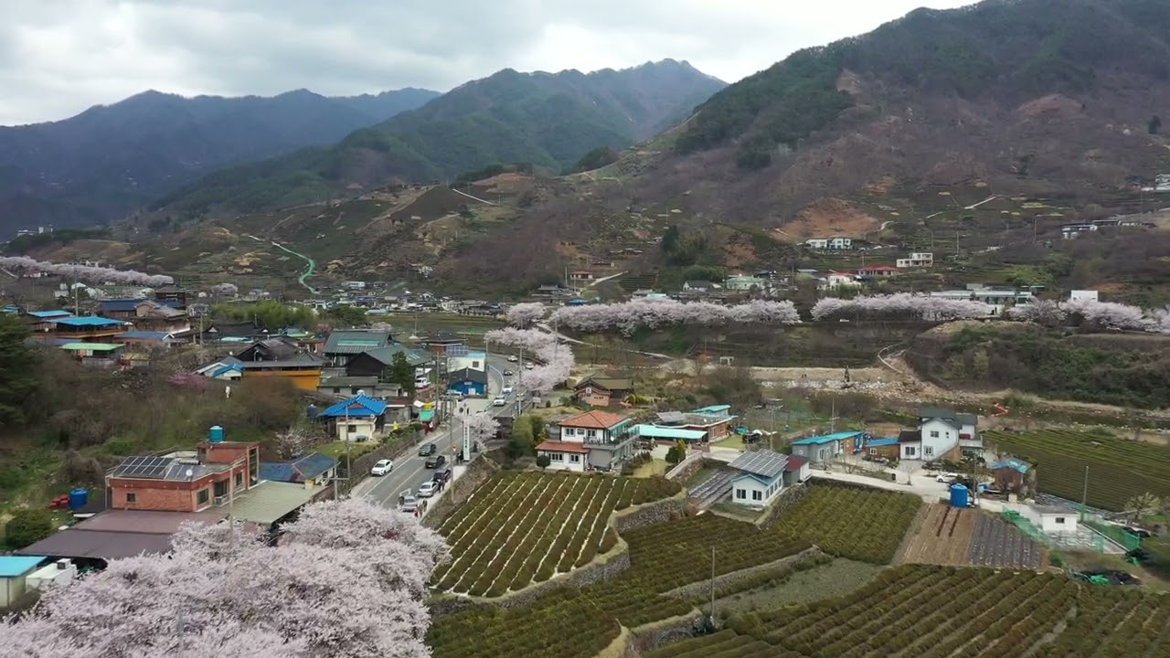 Cherry blossom near SSANGGYE-SA TEMPLE at HADONG