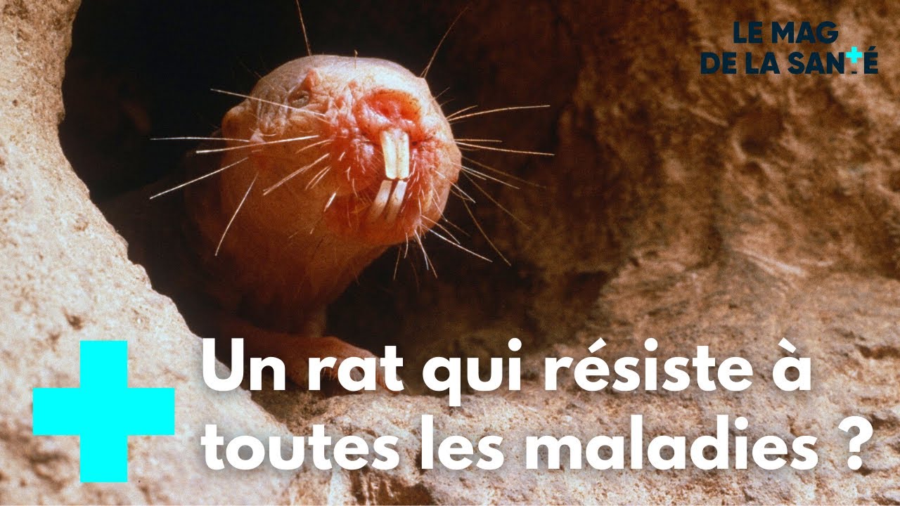 Les Dessous Du Rat Taupe Nu Le Magazine De La Sante Youtube Les Dessous Du Rat Taupe Nu Le Magazine De La Sante Youtube