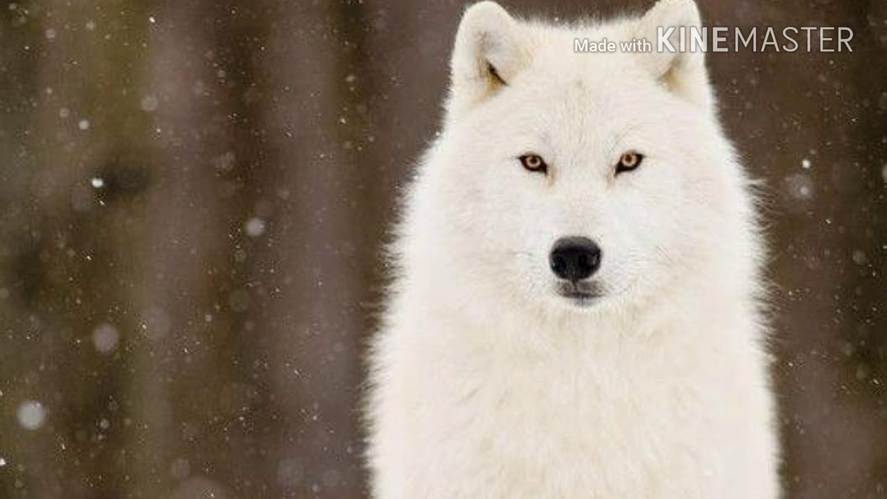 Белые волки - YouTube