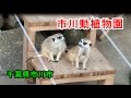 市川動植物園　千葉県市川市 の動画、YouTube動画。