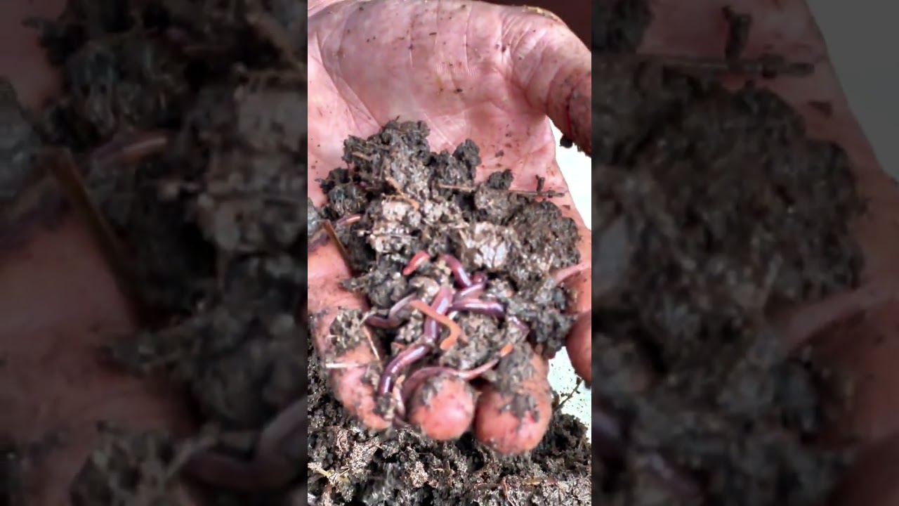 🤝Una clase de Lombricultura con el Ing. Agr. Gustavo Vega, entrevista elaborada en el marco