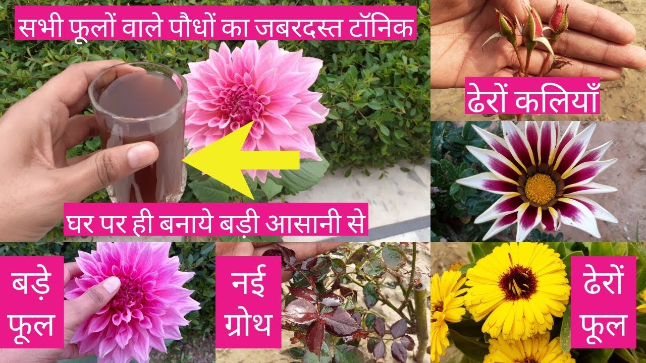 पौधों के लिये शक्तिशाली खाद घर पर बनाये। Homemade Organic Liquid Fertilizer For Flowering Plants