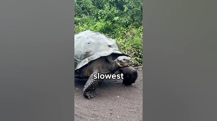 Do You Know The Top 5 Slowest Animals in the World? 😳