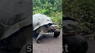 Do You Know The Top 5 Slowest Animals in the World? 😳