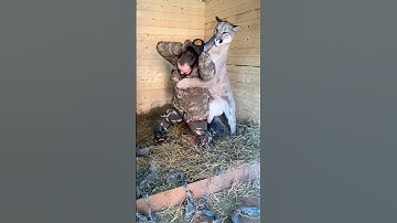 En dit is de hele tijd zo, vind je een poema nog steeds een schattige kat? #braige #dieren #cougar