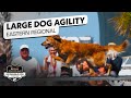 Incredible Dog Challenge 2025 Large Dog Agility Competition Eastern Regional NBC Sports Incredible Dog Challenge 2025 Large Dog Agility Competition Eastern Regional NBC Sports