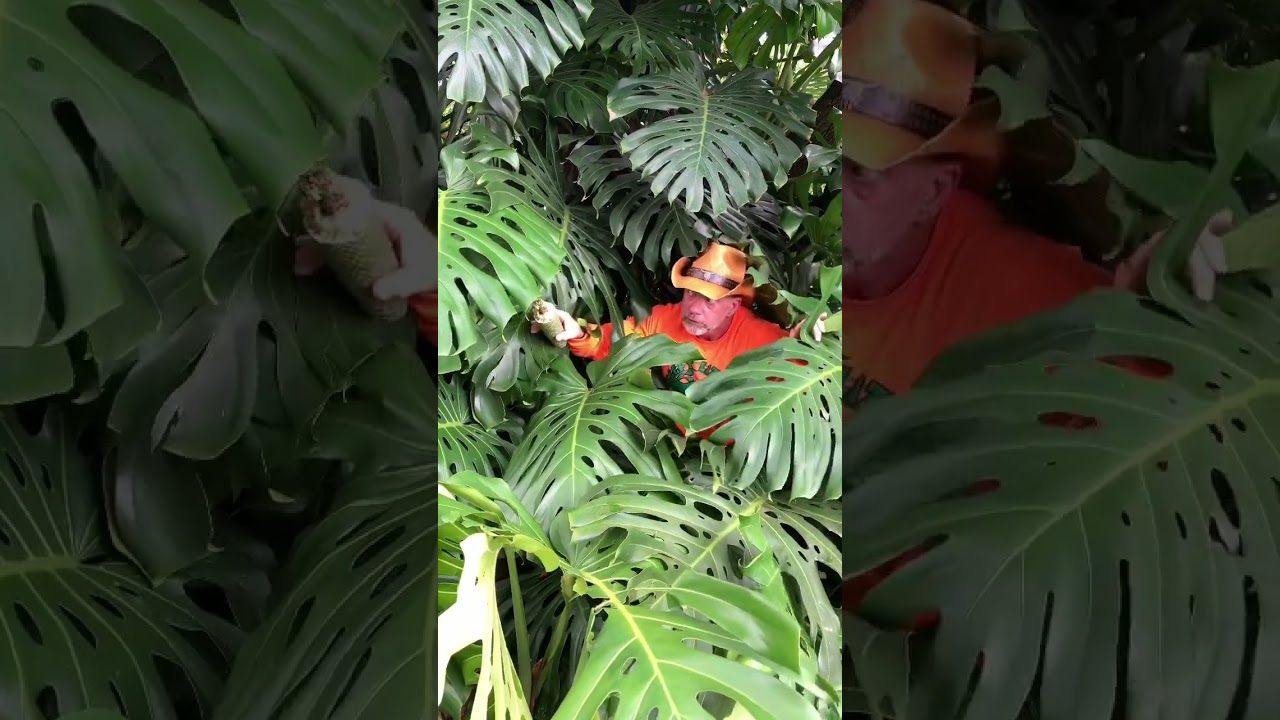 They’re trying to get my monstera deliciosa 