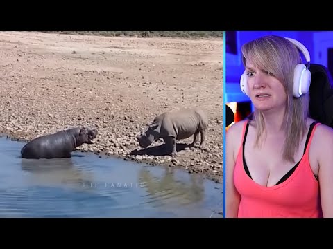 12 Times Hippos Attacked Their Enemies Part 1 | Pets House