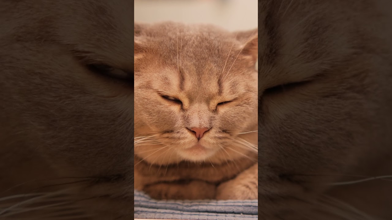 Unbelievable! Cat's Purr Matches Bird Song Perfectly! 