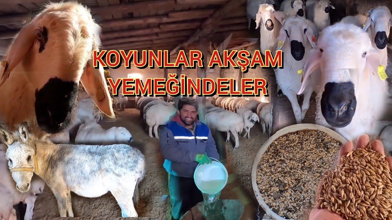 KANGAL AKKARAMAN KOYUNU AKŞAM YEMİNDE Karakış bastırdı