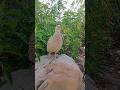 Fresh Village Teetar Sound HD#villagelife #teetarcall #hdbirds #peacefulnature #reelsviral #shorts