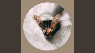 Pulsating Ambience for Loved Cats