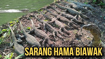 BERBURU BIAWAK DI SUNGAI BELAKANG PERUMAHAN PENDUDUK || MONITOR LIZARD || PEST CONTROL