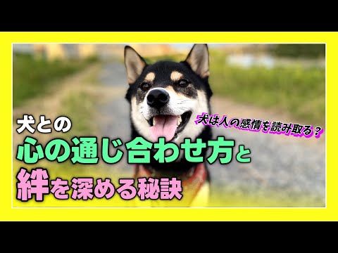 犬との絆を深める7つの方法｜信頼関係を築くコツ