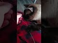 Пришиваем пуговицу 😹🤣#marcelandarchie #cats #funnycats #shortsvideo #catsshorts #animals #shorts